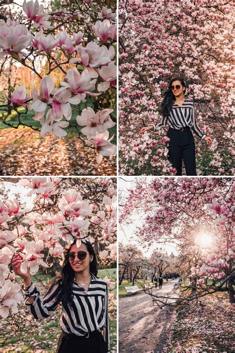 Best Cherry Blossom Spots In Prague Spring Prague City Prague Castle Prague Spring Day