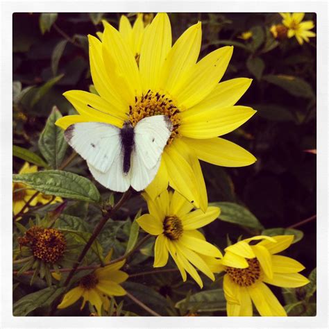 Yellow Flower White Butterfly White Butterfly Yellow