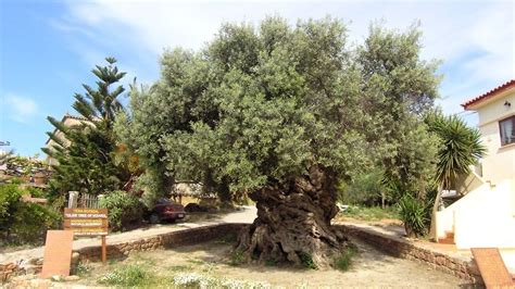 Oldest Olive Tree In The World Is Located In Crete The Greek Herald
