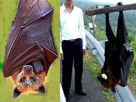 The Largest Bat In The World The Giant Golden Crowned Flying Fox Bat