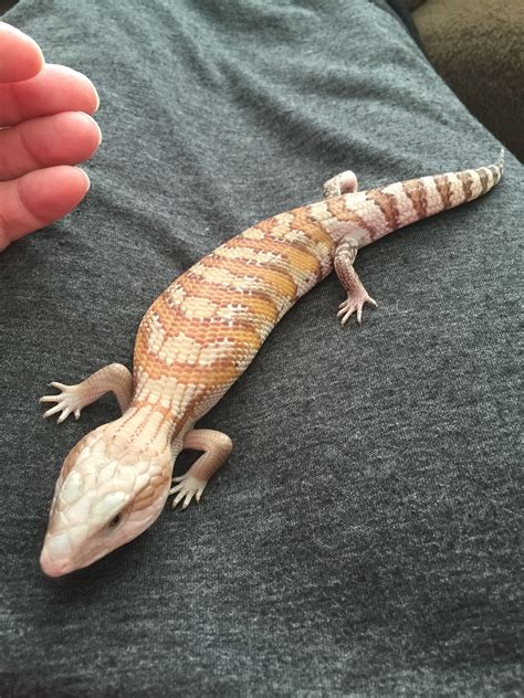 Gibbs My Northern Blue Tongue Skink At 1 Month Old