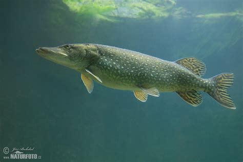 Northern Pike Photos Northern Pike Images Nature Wildlife Pictures