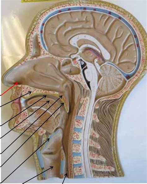 Head Sagittal Section Diagram Quizlet