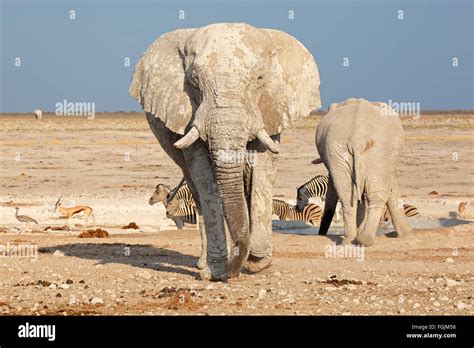 Large African Elephant Loxodonta Africana Bull Covered In Mud Etosha