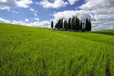Tuscany Landscape With Green Rolling Hills In Spring Time Agriculture