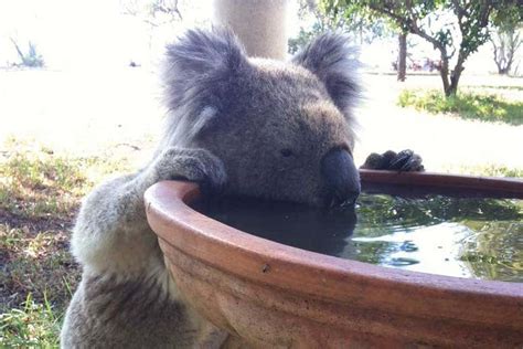 Thirsty Koalas Need Bowls Of Water To Survive Increasingly Hot Climate