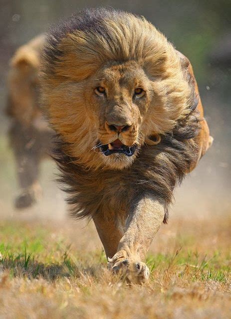 Charging Lion By David Baz Jenkins Animals Cute Animals Animals