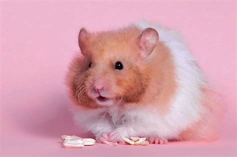 12 Best Hamster Wallpapers Hd Images On Pinterest