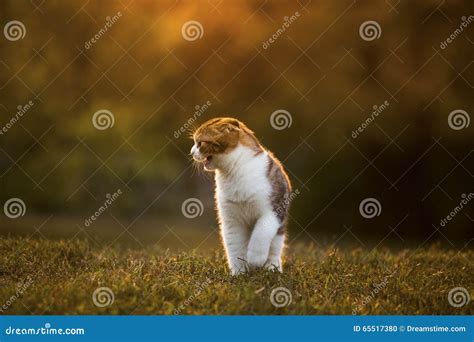 Scottish Kitten Roar Stock Photo Image Of Playful Animal 65517380