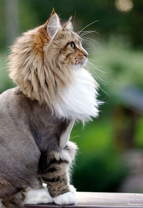 All that's left is the fur on their face, head, tail, and feet. Top Strange And Unique Cat Haircuts | Unique cats, Cat ...