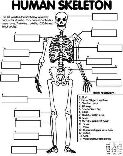 Human Skeleton Printable Biological Science Picture Directory