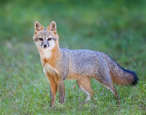 Floridas Grey Fox 8 Wild Dogs Animals Wild Pet Fox
