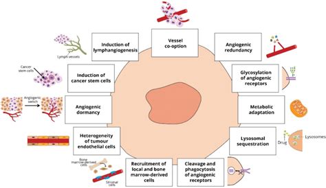 Anti Angiogenic Drugs In Cancer Therapeutics A Review Of The Latest