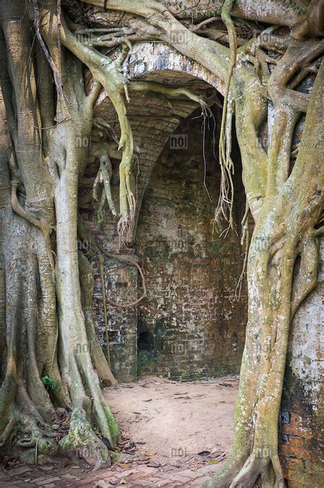 Archway Hidden By Overgrown Roots In The Old Citadel Of Son Tay