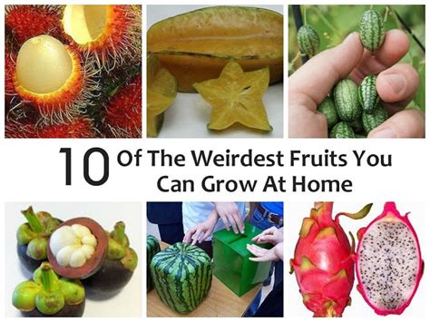 10 Of The Weirdest Fruits You Can Grow At Home