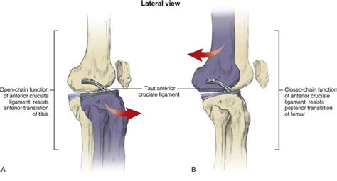 Structure And Function Of The Knee Musculoskeletal Key