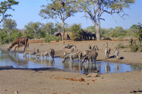 Differemt Animals In Africa Watering Hole With