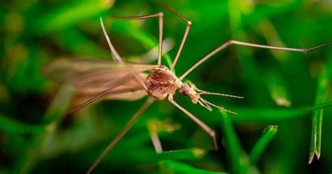 Giant Flying Daddy Long Legs Are Invading Homes Across