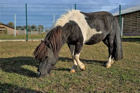 Falabella Horse Breed Care Cost And History 2024 Horses Only