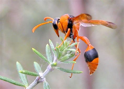 Hornets Bees And Wasps Which Is Which Owlcation