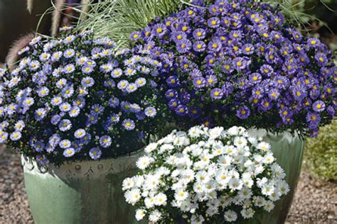 Sie blühen noch tief bis in den oktober oder gar november hinein und sehen in. Astern (Aster) | Lichtnelke Pflanzenversand | Lichtnelke ...
