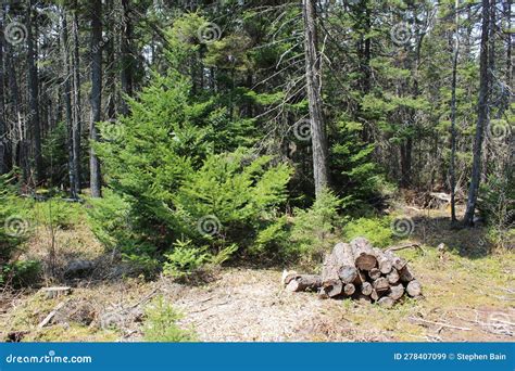 A Pile Of Cut Logs In The Forest Of Nova Scotia In A Clearing On A