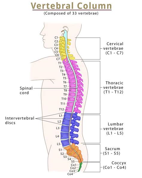 Spine Vertebral Column Bones Anatomy Labeled Diagram