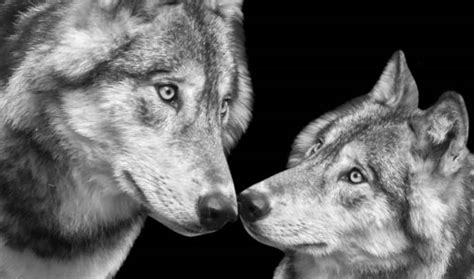 Wolf Couple Pictures Stock Photos Pictures And Royalty Free Images Istock
