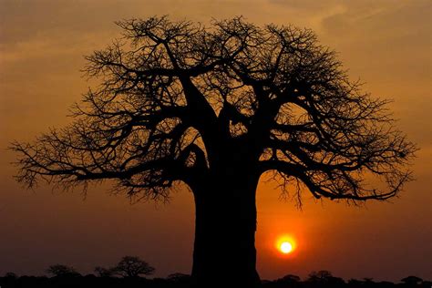 In times of conflict, warring factions would strive to damage or destroy the tree of their enemies. Africa's 2000-year-old trees of life are suddenly dying ...