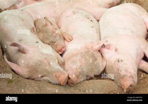 Young Pigs Sleeping In The Barn Stock Photo Alamy
