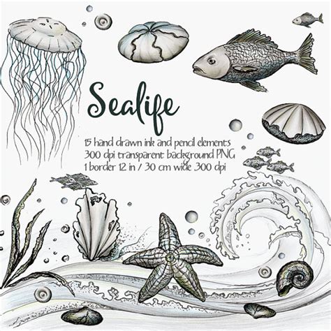 Free Sea Life Clipart Black And White Download Free Sea Life Clipart