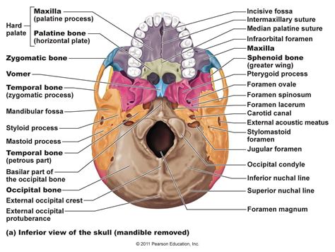 Skeletal Bones From Head To Toe Palatine Bones Facial Bones Human Anatomy And