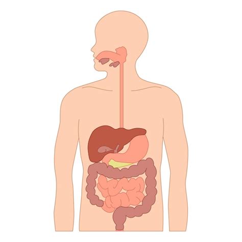 Est Mago Corpo Humano Sistema Digestivo Humano Digest O Trato The