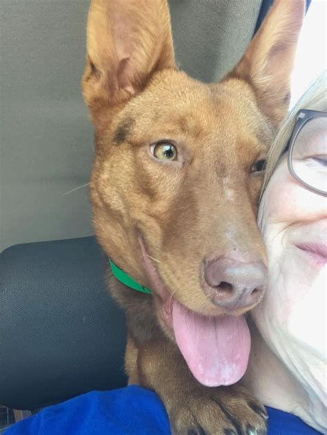 Последние твиты от kitty claws & puppy paws animal rescue (@kittyclawpuppaw). Puppy Paws Rescue - Maryland - Home | Facebook