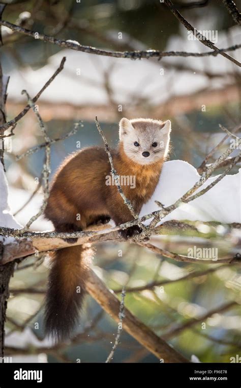 American Marten In Snow Hi Res Stock Photography And Images Alamy