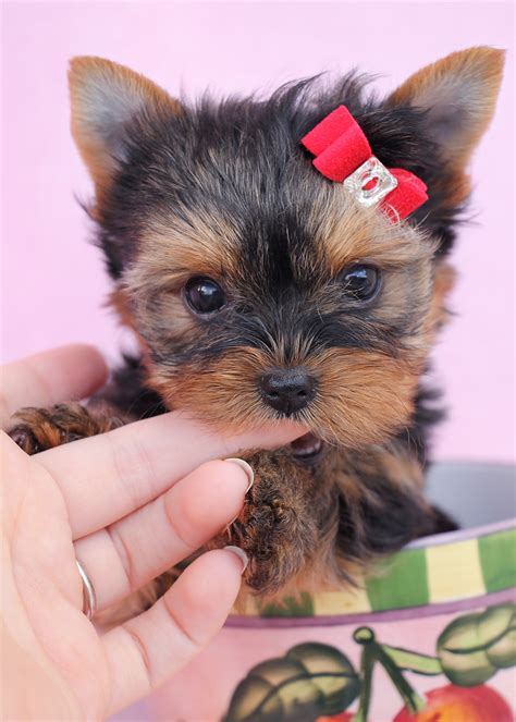 Micro Tea Cup Yorkie Puppies At Teacups Puppies And Boutique Teacups