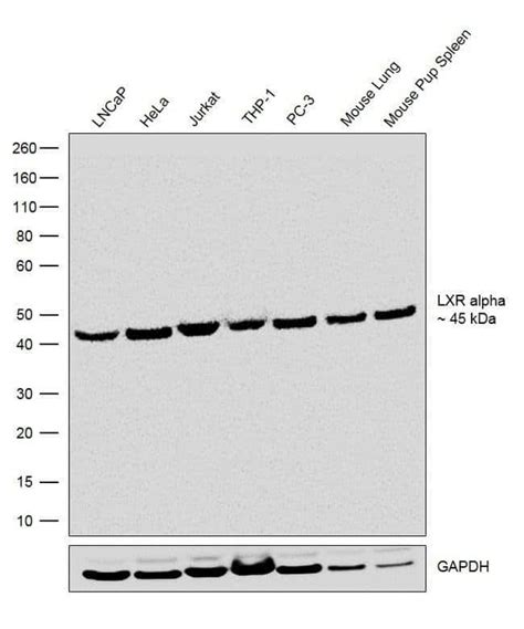Lxr Alpha Recombinant Rabbit Monoclonal Antibody 12h21l12 Invitrogen