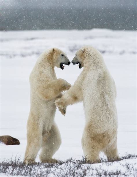 Premium Photo Two Polar Bears Playing With Each Other In The Snow