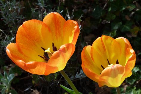 Images Gratuites La Nature Fleur Pétale Tulipe Printemps Macro