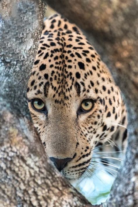 Leopard Peep By Rudi Hulshof On Magical Nature Tour Large