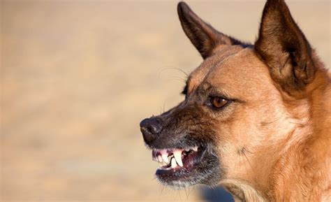 17 Aggressive Dog Training Tips And Hacks