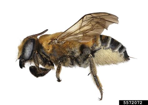 Bee Megachile Lanata