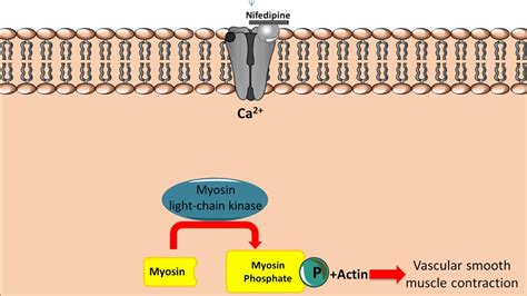 Inhibits chronotropic inotropic and vasodilator response to beta adrenergic stimulation. Mechanism of action for Calcium Channel Antagonists - YouTube