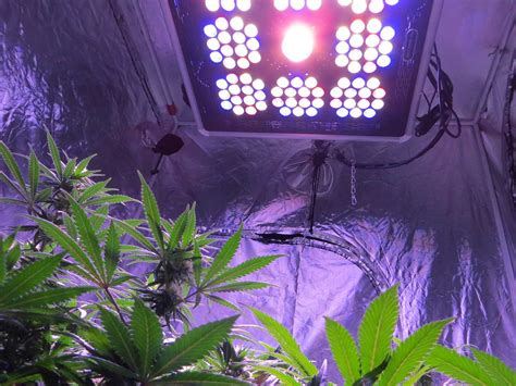 Ultraviolet light is comprised of three different wavelength ranges of light. How Far Should Grow Lights be From Cannabis Plants? | Grow ...
