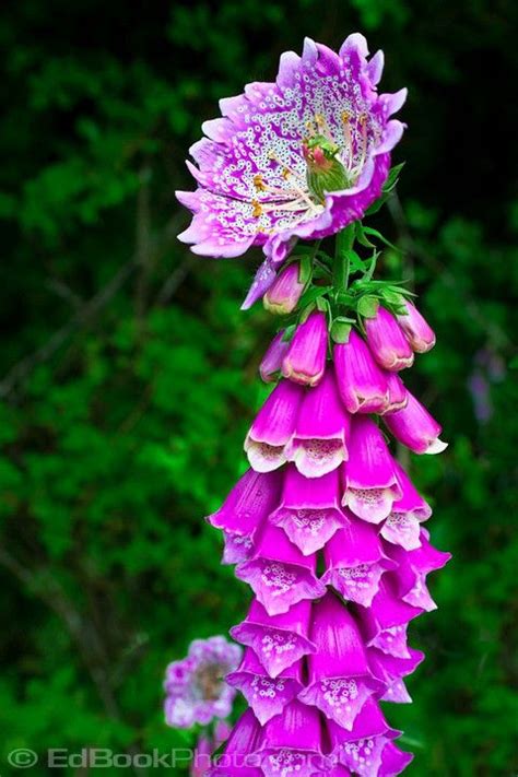 Because deer are also seasonal feeders, a large part of their diet becomes unavailable or very difficult to find during the cold season. Foxglove Anomaly, deer resistant excellent butterfly and ...