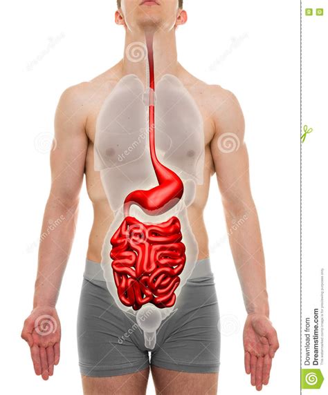 Male internal organs visual educational material for school, college, university, and hospital internship education.male internal organs with heart, liver, spleen, small intestine, large intestine, male urethra. Male Digestive System Stock Photos - Download 325 Royalty Free Photos