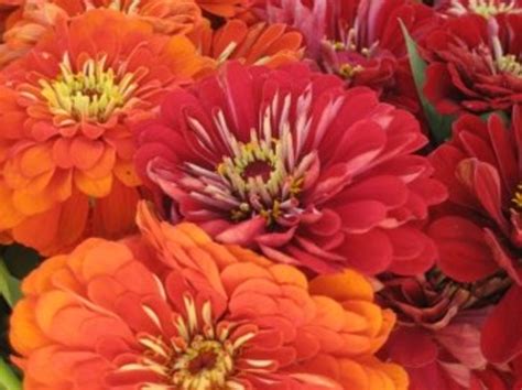 May 17, 2021 · growing raspberry plants in containers is easy and if you choose the right varieties, you could even harvest fresh raspberries several times during the season! Growing Zinnia Flowers: Easy Plants for Your Landscape and ...