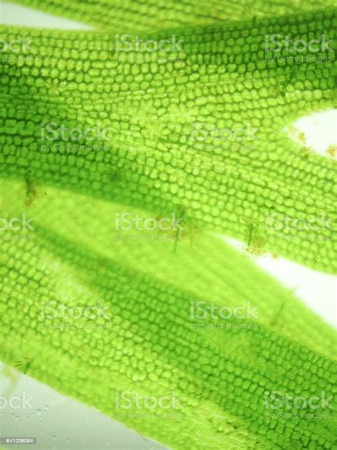 Macro Zoom Cell Microorganism Algae Stock Photo Download Image Now