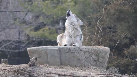 Mexican Grey Wolves Howling Youtube