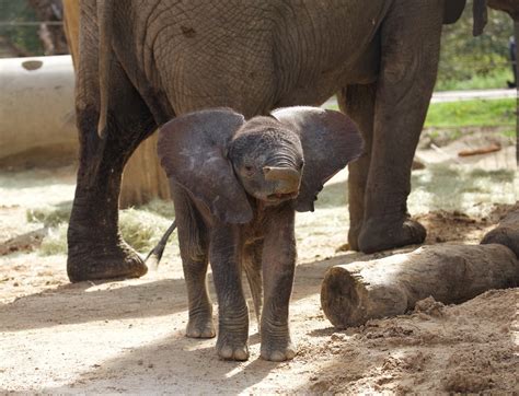 Baby Elephant Makes Dallas Zoo Debut Oak Cliff